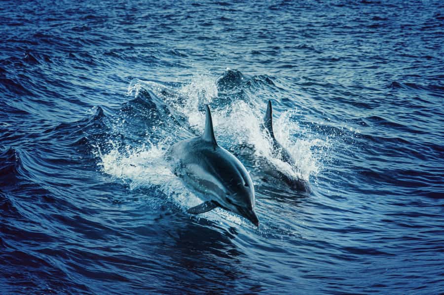 Mombasa: Wasini Dolphin Tour - Practical packing for a wet, sunny day