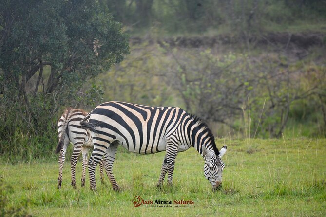 Multi Day Masai Mara Lake Nakuru Park Hellsgate Park Tour - Why this safari works as a first Kenya trip