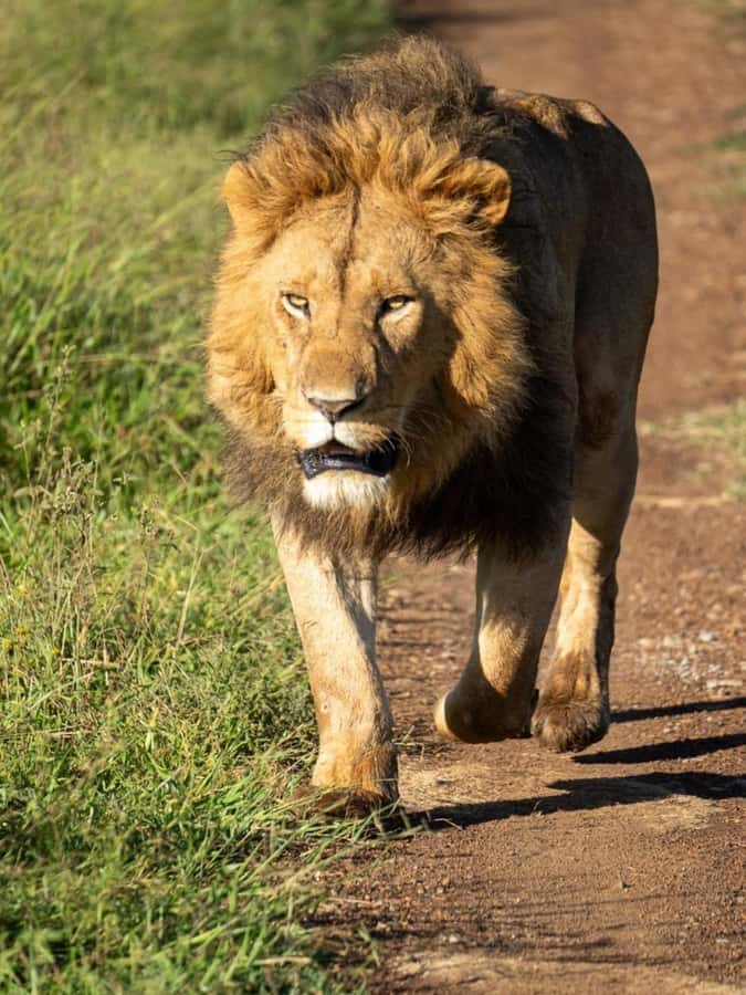 Nairobi: 3-Day Amboseli National Park Shared Safari Package - Key points before you book