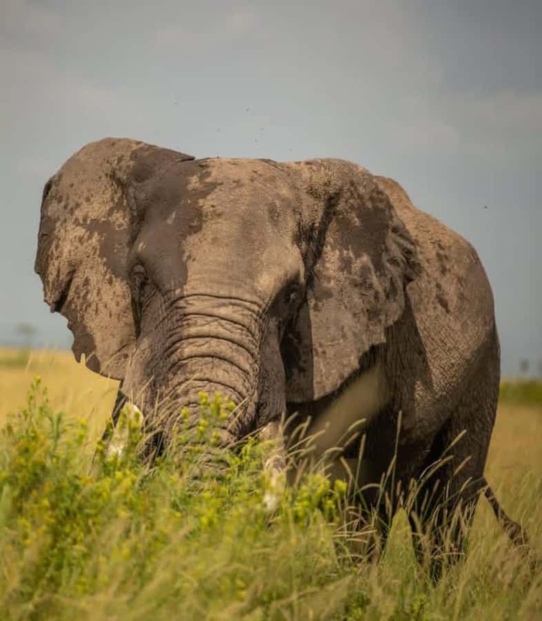 Nairobi: 3-Day Amboseli National Park Shared Safari Package - Evening arrival at Nyati Safari Camp