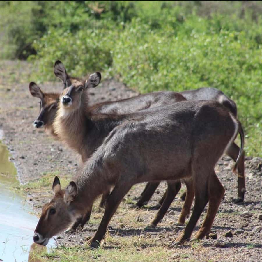 Nairobi: 3-Day Amboseli National Park Shared Safari Package - Leaving Nairobi at 2:30 p.m.