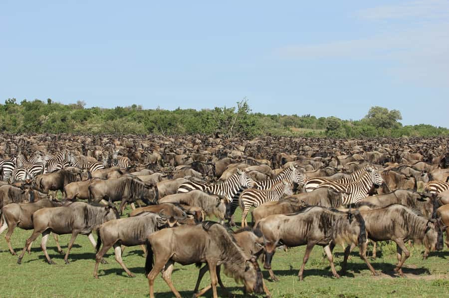 Nairobi: 3-Day Maasai Mara Group Tour with 4X4 Jeep Safari - Adding a Maasai village visit for $20