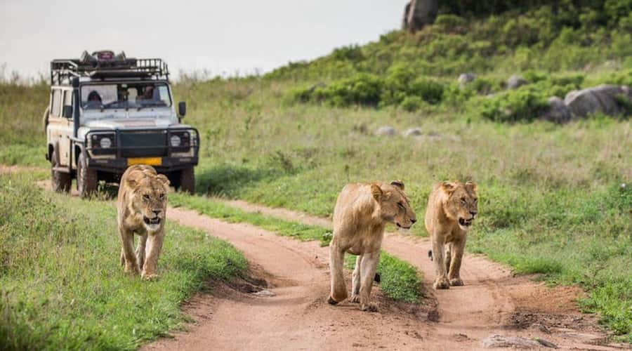 Nairobi: 3-Day Maasai Mara Group Tour with 4X4 Jeep Safari - Day 3: breakfast and the return to Nairobi