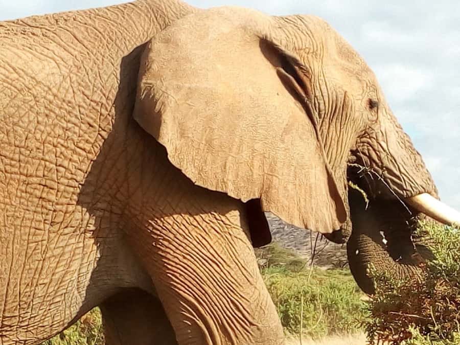 Nairobi: 3-Day Maasai Mara Safari - What the tented accommodation means