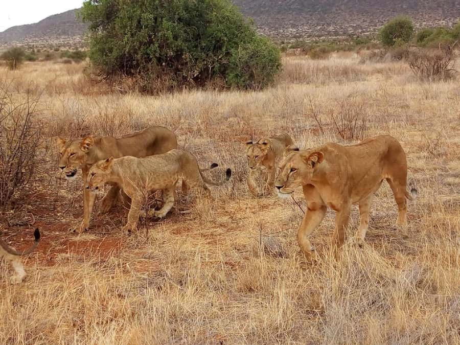 Nairobi: 3-Day Maasai Mara Safari - Day three, final wildlife time, and the road back