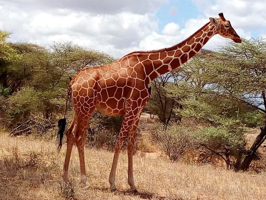 Nairobi: 3-Day Maasai Mara Safari - Who should choose this safari?