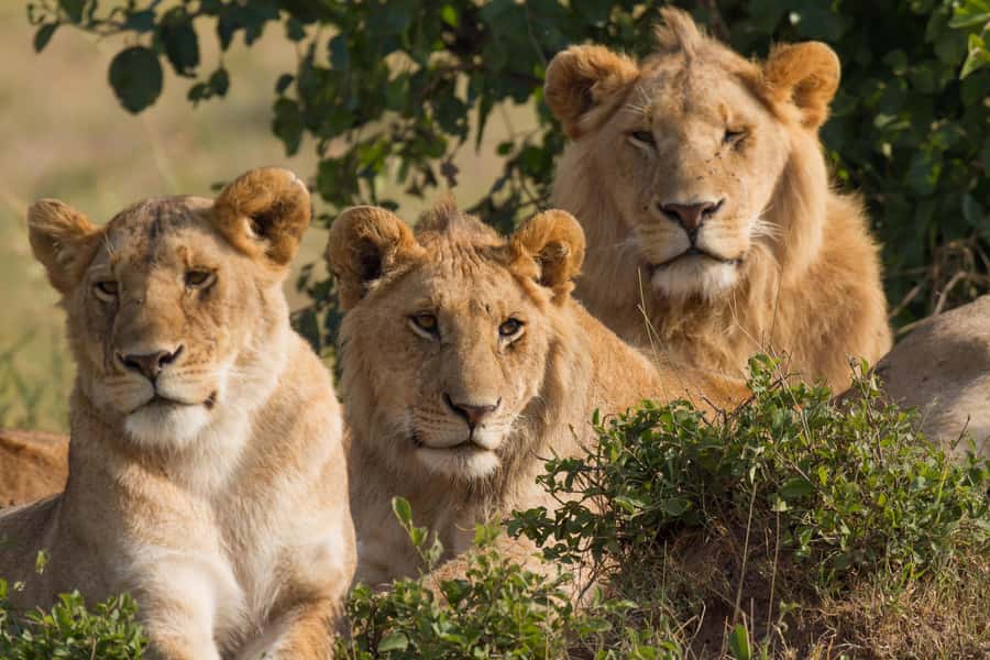 Nairobi: 3-Days 2-Nights Maasai Mara Group Safari in 4x4 - Day 3: a quiet morning and the return to Nairobi
