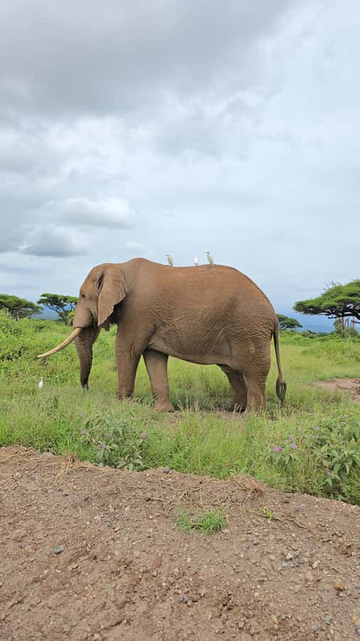 Nairobi: 3-Days 2-Nights Maasai Mara Group Safari in 4x4 - Who this safari suits best