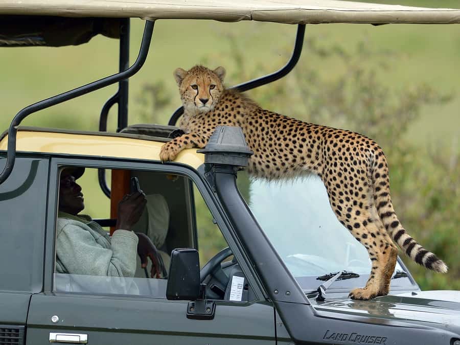Nairobi: 4-Day Maasai Mara & Lake Nakuru Camping Safari - Key points to know before booking
