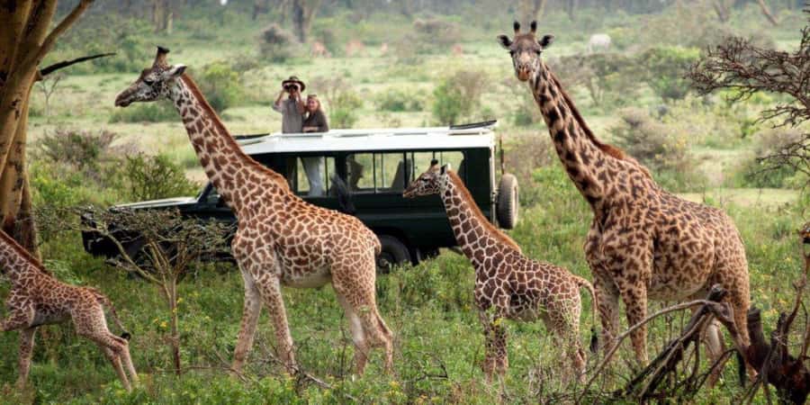 Nairobi: 4-Day Maasai Mara & Lake Nakuru Camping Safari - Lake Nakuru’s rhinos and flamingos