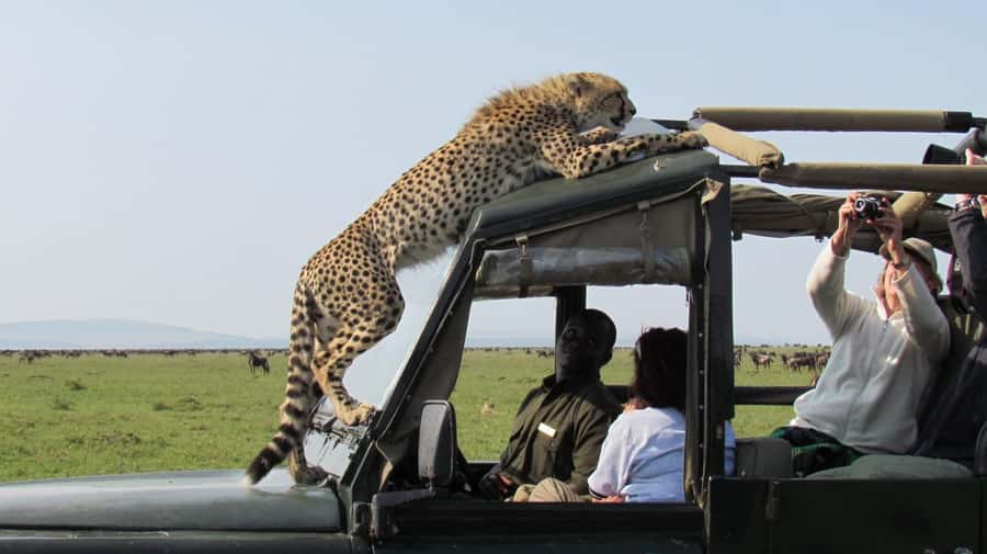 Nairobi: 4-Day Maasai Mara & Lake Nakuru Camping Safari - Should you book the Maasai Mara and Nakuru trip?