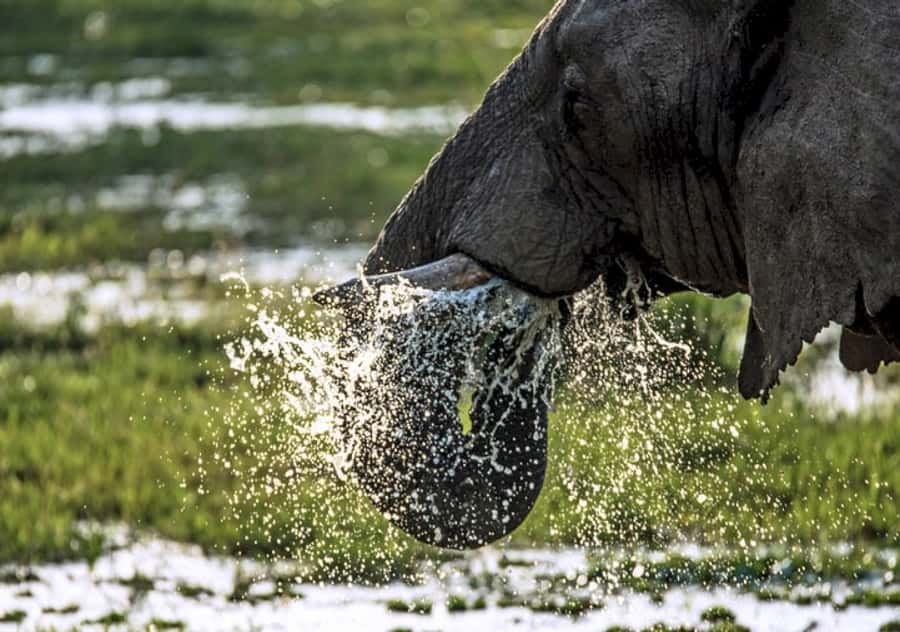 Nairobi: 4 Day Masai Mara and Lake Nakuru Camping Safari - The safari at a glance