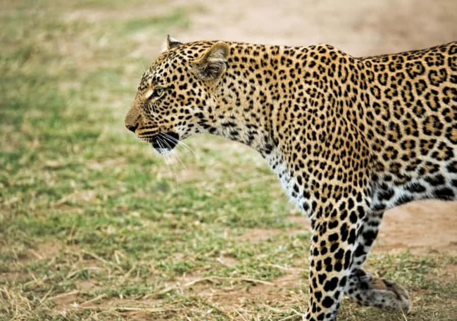 Nairobi: 4 Day Masai Mara and Lake Nakuru Camping Safari - A cultural stop and the road toward Nakuru