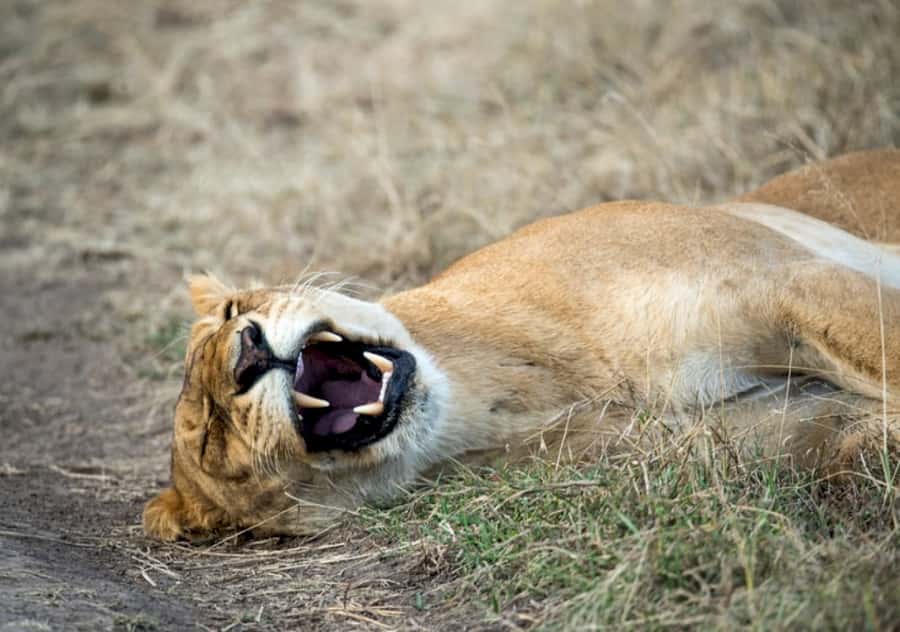 Nairobi: 4 Day Masai Mara and Lake Nakuru Camping Safari - Full-day Maasai Mara game drive