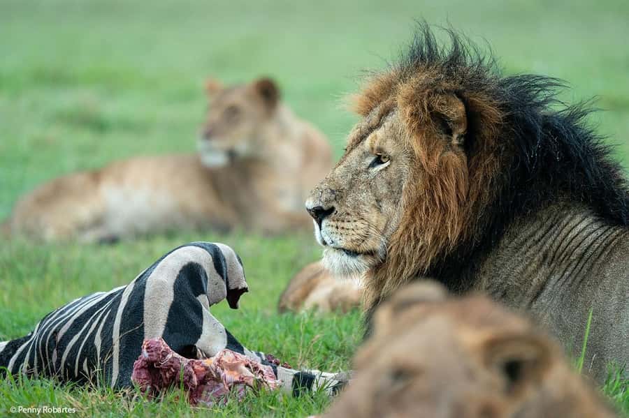 Nairobi: 4 Days Masai Mara & Lake Nakuru 4WD Camping Safari - What this four-day safari is really like