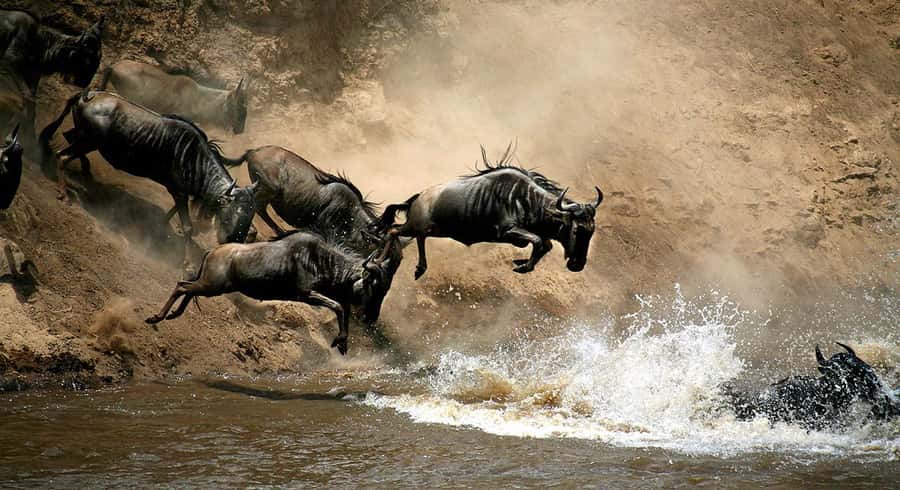Nairobi: 4 Days Masai Mara & Lake Nakuru 4WD Camping Safari - Day two: a full day among Mara wildlife