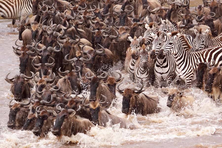 Nairobi: 5 Days Maasai Mara, Nakuru & Naivasha Tour - Key points at a glance