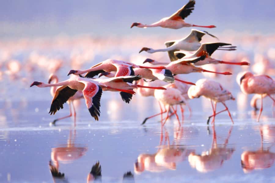 Nairobi: 5 Days Maasai Mara, Nakuru & Naivasha Tour - What this five-day Kenya safari is really like