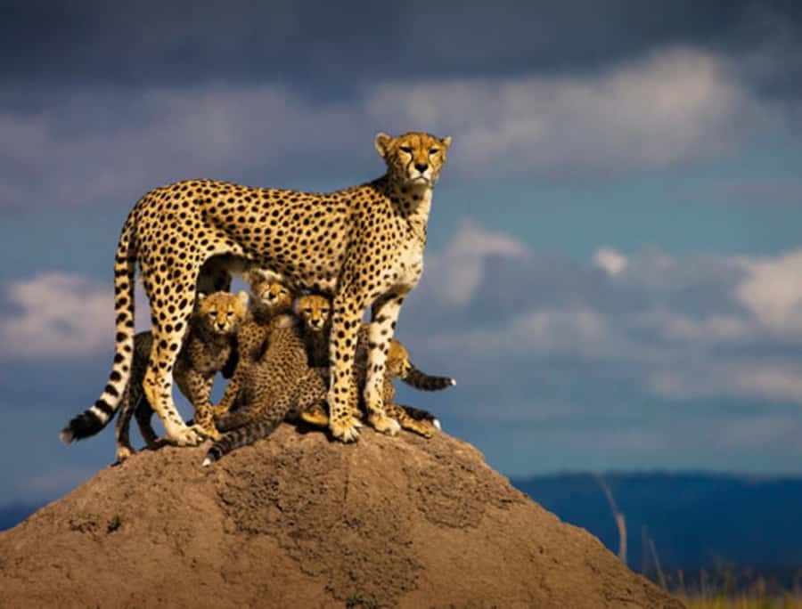 Nairobi: 5 Days Maasai Mara, Nakuru & Naivasha Tour - Day 2: A full Maasai Mara day and the Mara River