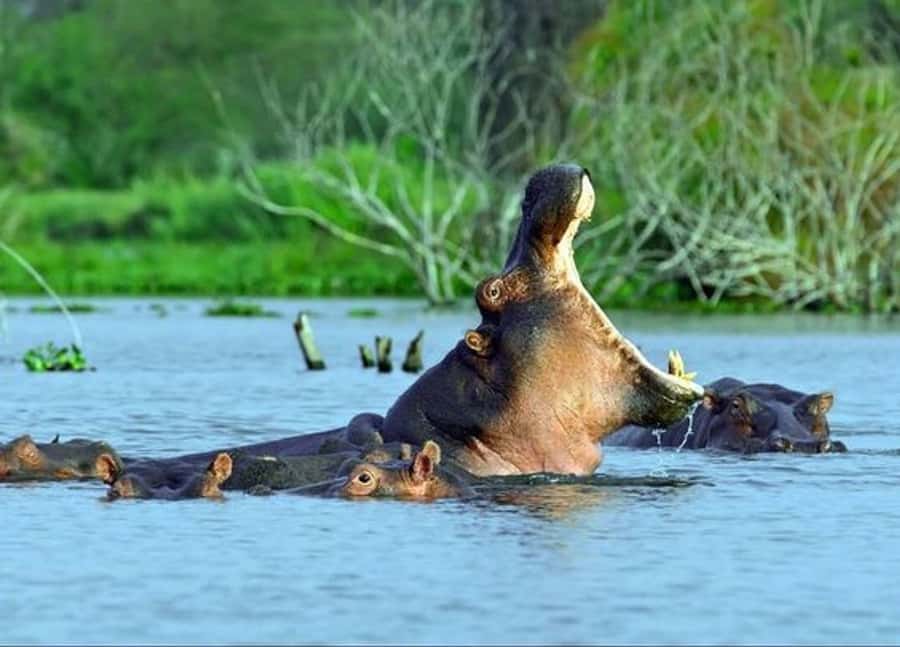 Nairobi: 5 Days Maasai Mara, Nakuru & Naivasha Tour - Guides, vehicles, and the practical safari rhythm