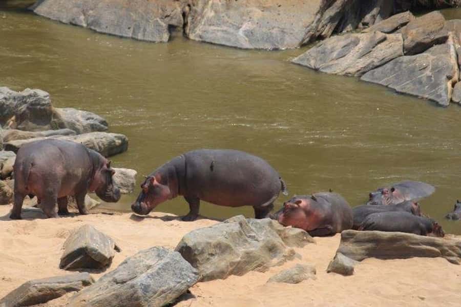 Nairobi: 5 Days Maasai Mara, Nakuru & Naivasha Tour - Booking tips before you commit