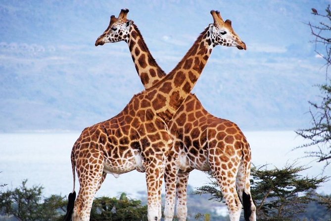 Nairobi Airport Layover Half Day Tour Nairobi National Park - Why Nairobi National Park works for a layover