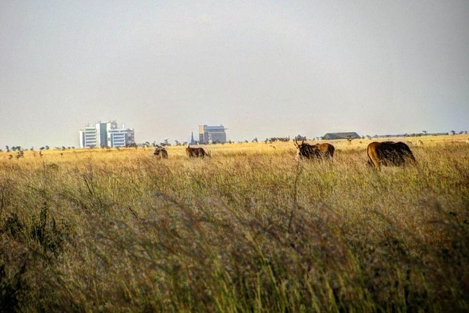Nairobi Airport Layover Half Day Tour Nairobi National Park - What the four-hour game drive is really like