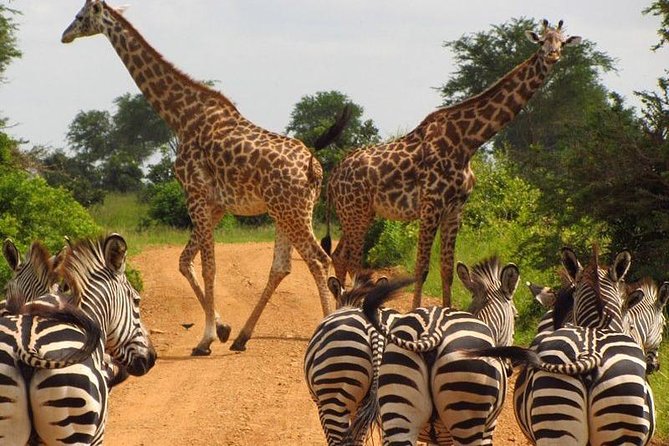 Nairobi Airport Layover Half Day Tour Nairobi National Park - The return to the airport is the key test