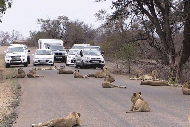 Nairobi Airport Layover Half Day Tour Nairobi National Park - Is $82.14 a fair price?