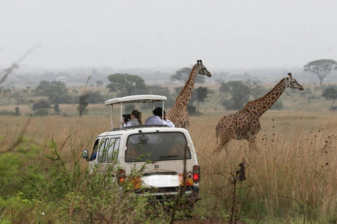 Nairobi Airport Layover Half Day Tour Nairobi National Park - Meeting the driver at Nairobi Airport
