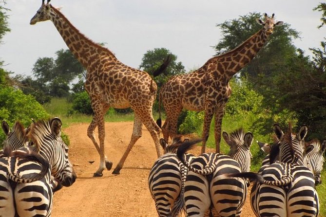 Nairobi Airport Layover Half Day Tour to Nairobi National Park - Ivory burning site and hippo pool walks
