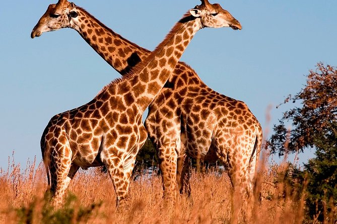 Nairobi Airport Layover Half Day Tour to Nairobi National Park - What the $95 price really covers
