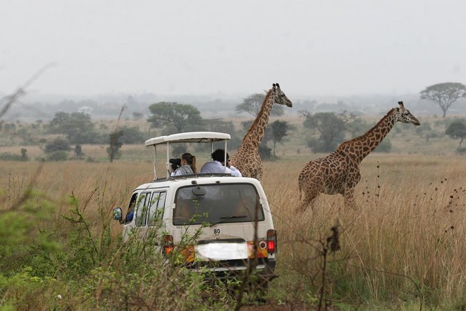 Nairobi Airport Layover Half Day Tour to Nairobi National Park - Who will get the most from this half-day safari