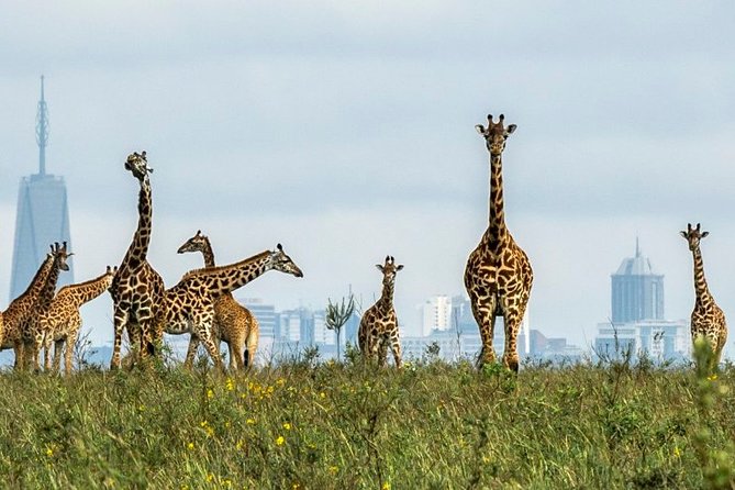 Nairobi Airport Layover Half Day Tour to Nairobi National Park - Why the private format matters