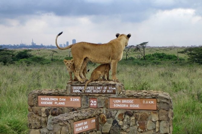 Nairobi Airport Layover Half Day Tour to Nairobi National Park - Rhinos, lions, giraffes, and the possibility of a lucky morning