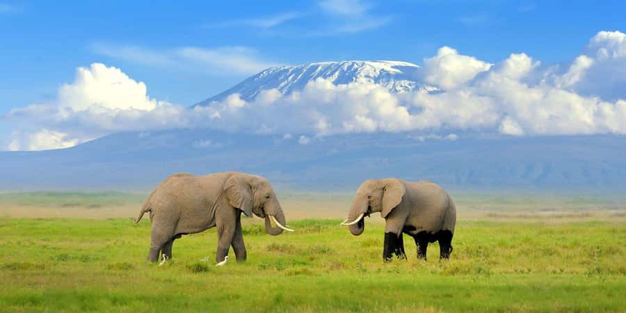 Nairobi: Amboseli National Park Day Trip with Masai Village - Key points to know before booking