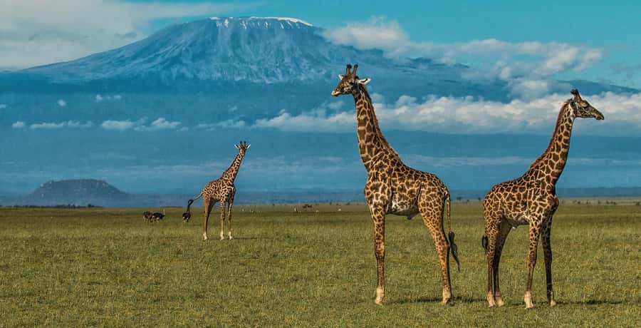 Nairobi: Amboseli National Park Day Trip with Masai Village - Why Amboseli makes sense as a Nairobi day trip
