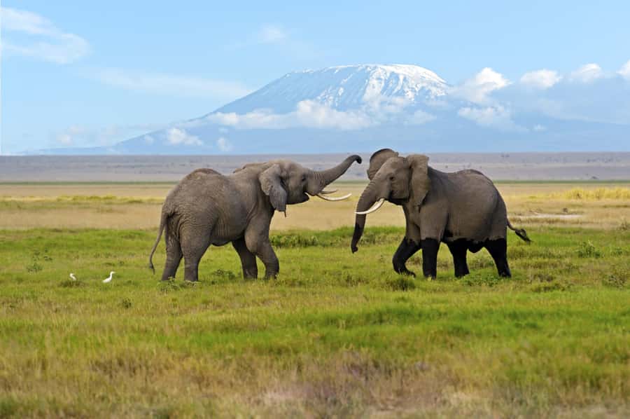 Nairobi: Amboseli National Park Day Trip with Masai Village - The shorter afternoon drive and return to Nairobi