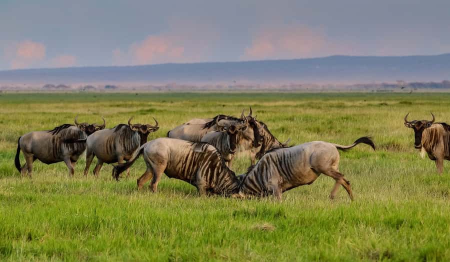 Nairobi: Amboseli National Park Tour & Maasai Village Visit - Lunch at Ol Tukai Lodge