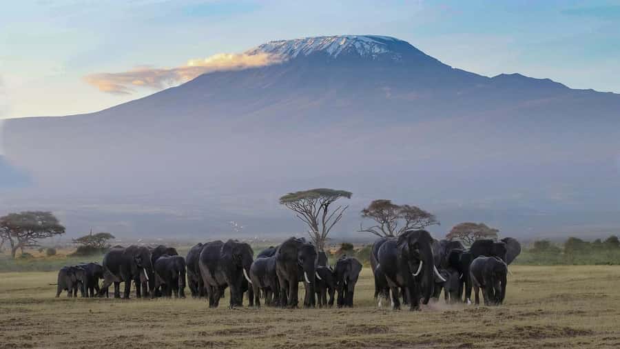 Nairobi: Amboseli National Park Tour & Maasai Village Visit - A second look at the park after lunch