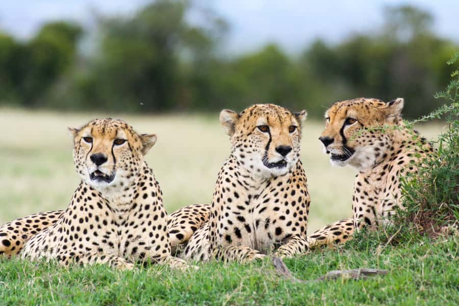 Nairobi: Amboseli National Park Tour & Maasai Village Visit - Practical details that make the day easier