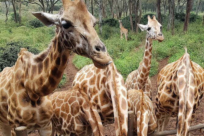 Nairobi city sights, Giraffe Encounters and Bomas Kenya Tour - KICC and Uhuru Park: Nairobi from above and at street level
