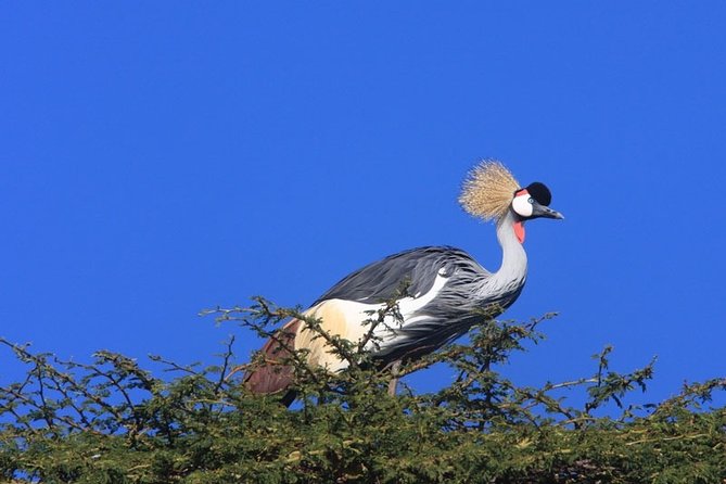 Nairobi City Tour - Key points to know before booking
