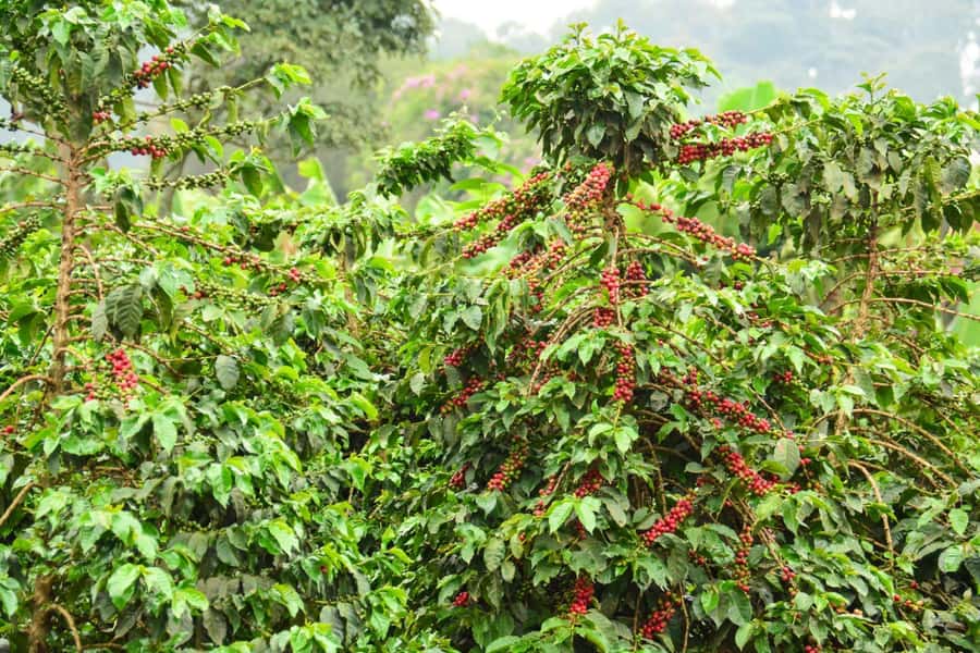 Nairobi: Coffee Factory and Farm Tour with Transfer - Timing, transfers, and practical comfort