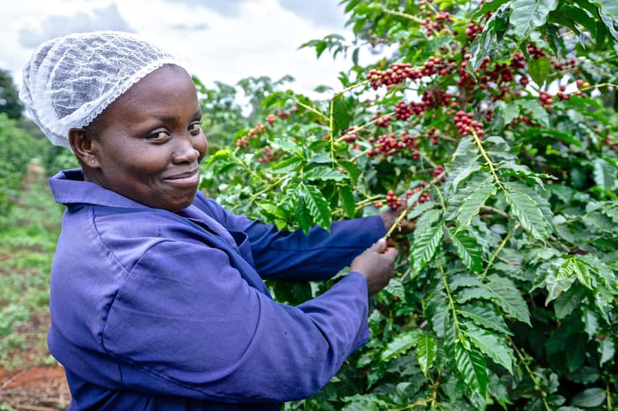 Nairobi: Coffee Factory and Farm Tour with Transfer - The drive to Kiambu County