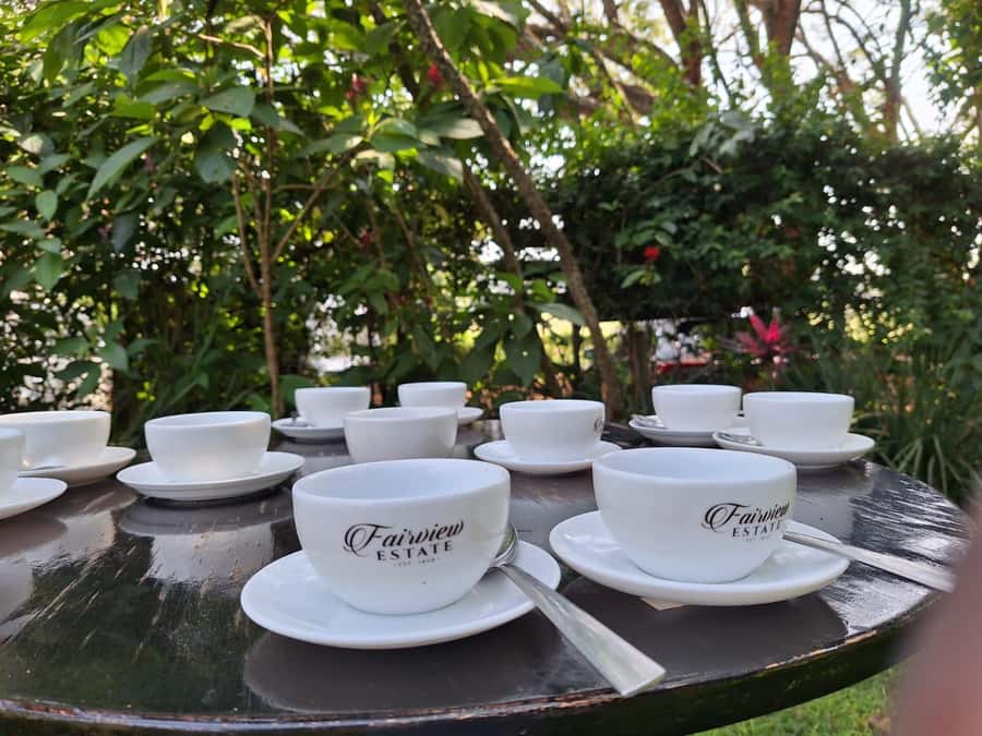 Nairobi: Coffee farm tour with pick up - Walking among Fairview Estate’s coffee plants