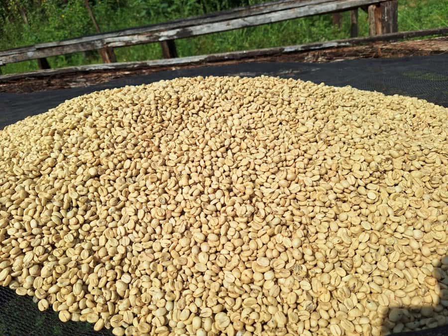 Nairobi: Coffee farm tour with pick up - Tasting citrus, berry, and chocolate notes