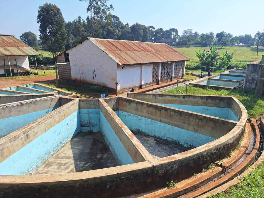Nairobi: Coffee farm tour with pick up - What the $36 price really means