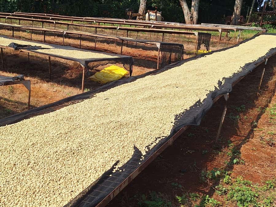 Nairobi: Coffee farm tour with pick up - Who should book this coffee outing