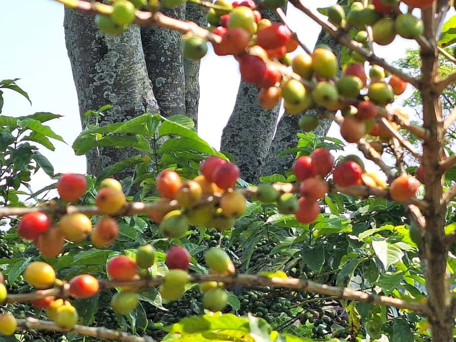 Nairobi: Coffee farm tour with pick up - Watching beans move through the factory
